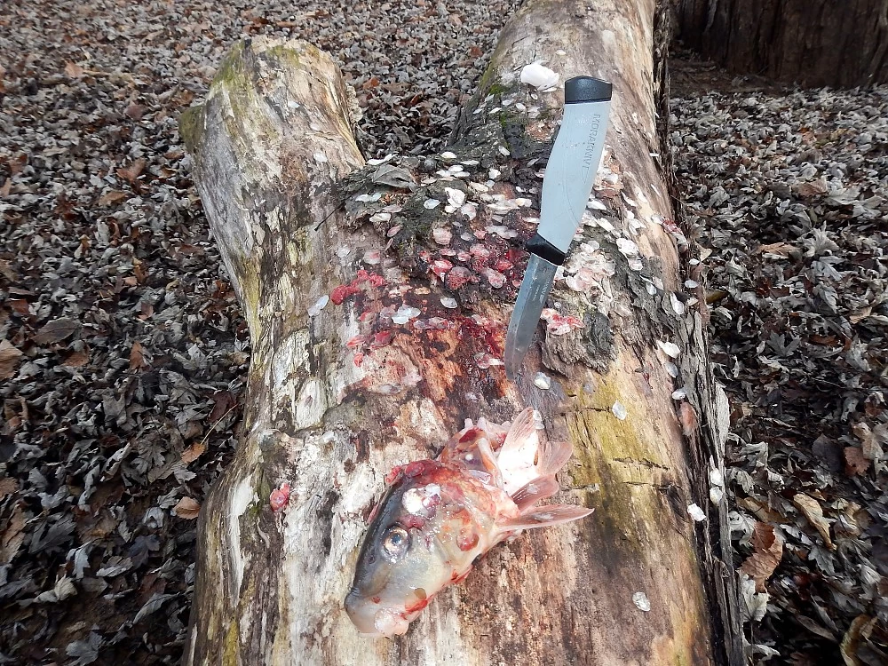 Morakniv Robust - Image 4